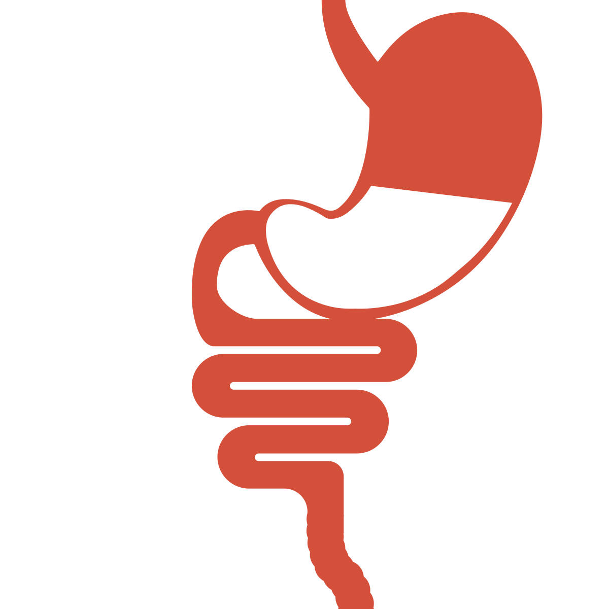 Apparato digerente:  com’è composto e quali funzioni svolge 